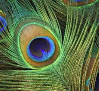Peacock eyes natural coloured - Natural - no coloured - 01