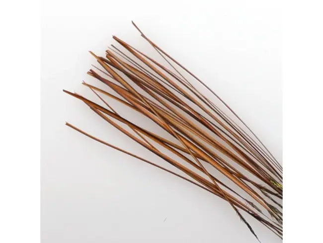 Hand Stripped Quill - Natural