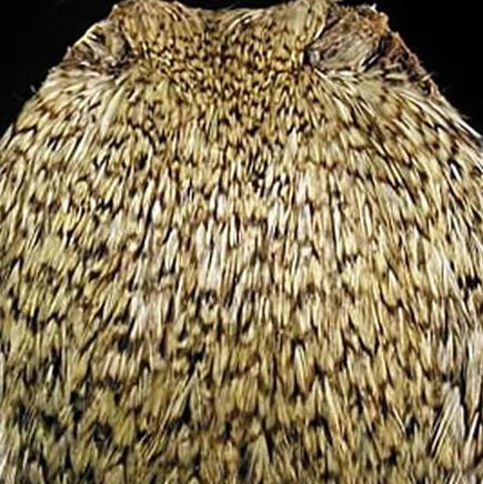 Cock Capes - Grizzled 301