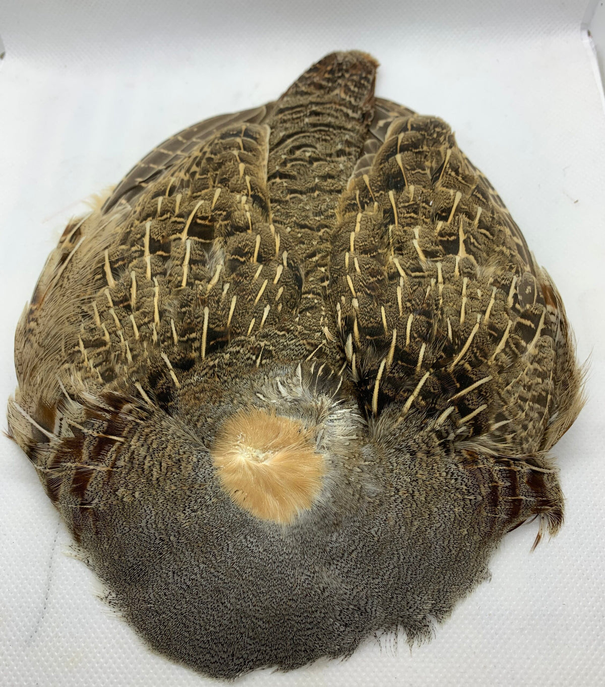 Partridge compl. Skin image 1