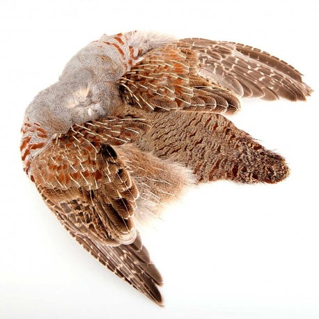 Partridge compl. Skin image 0